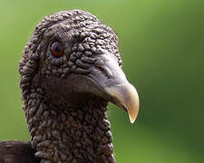 Black Vulture