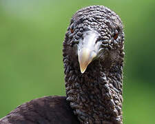 Black Vulture