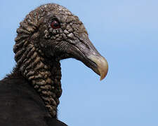 Black Vulture