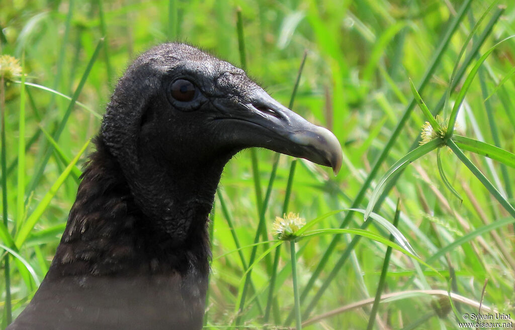 Black Vulturejuvenile