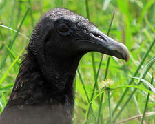 Black Vulture