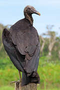 Black Vulture