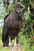 Black Vulture