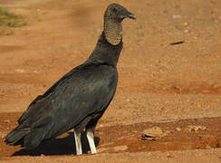 Black Vulture