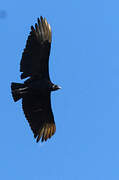 Black Vulture