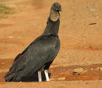 Black Vulture