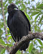 Urubu noir