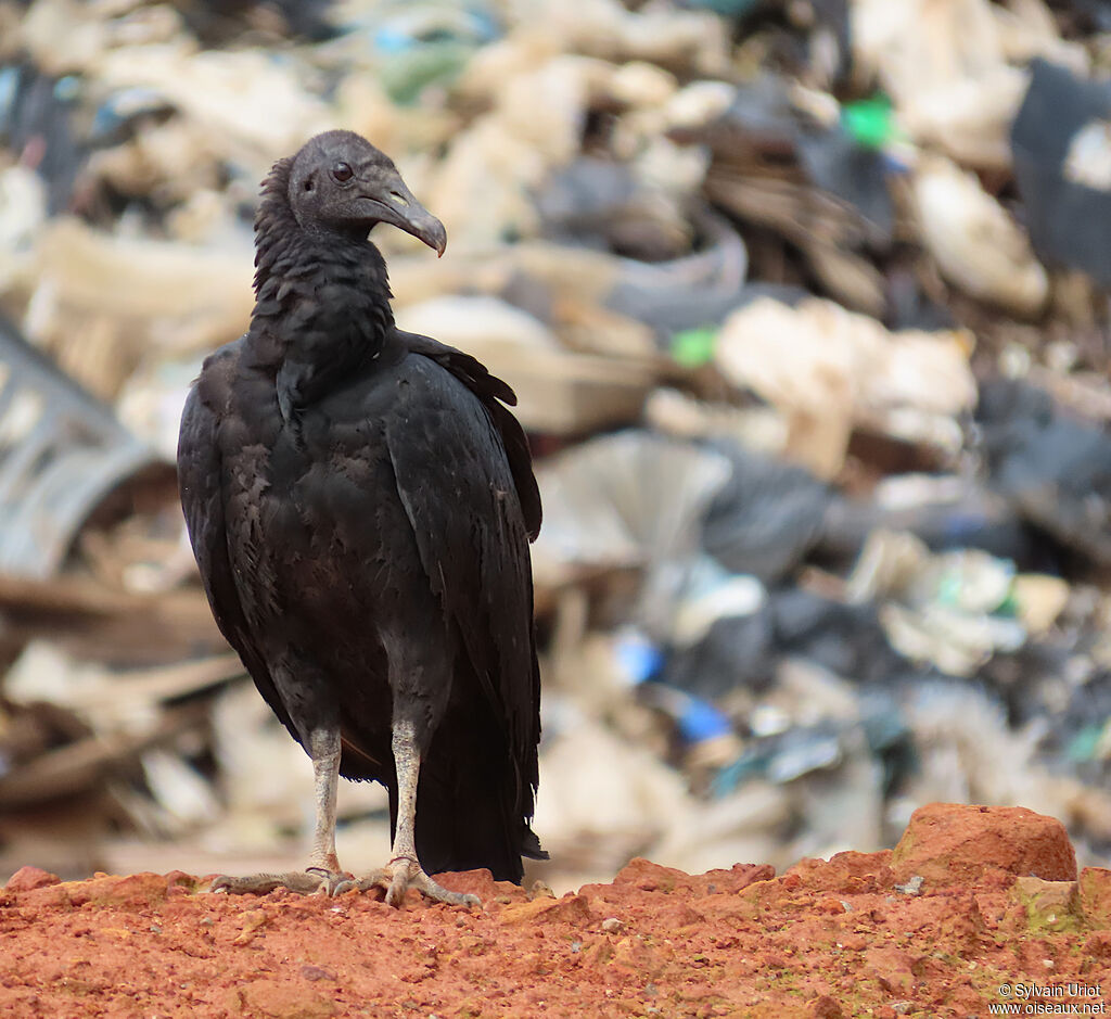 Urubu noir