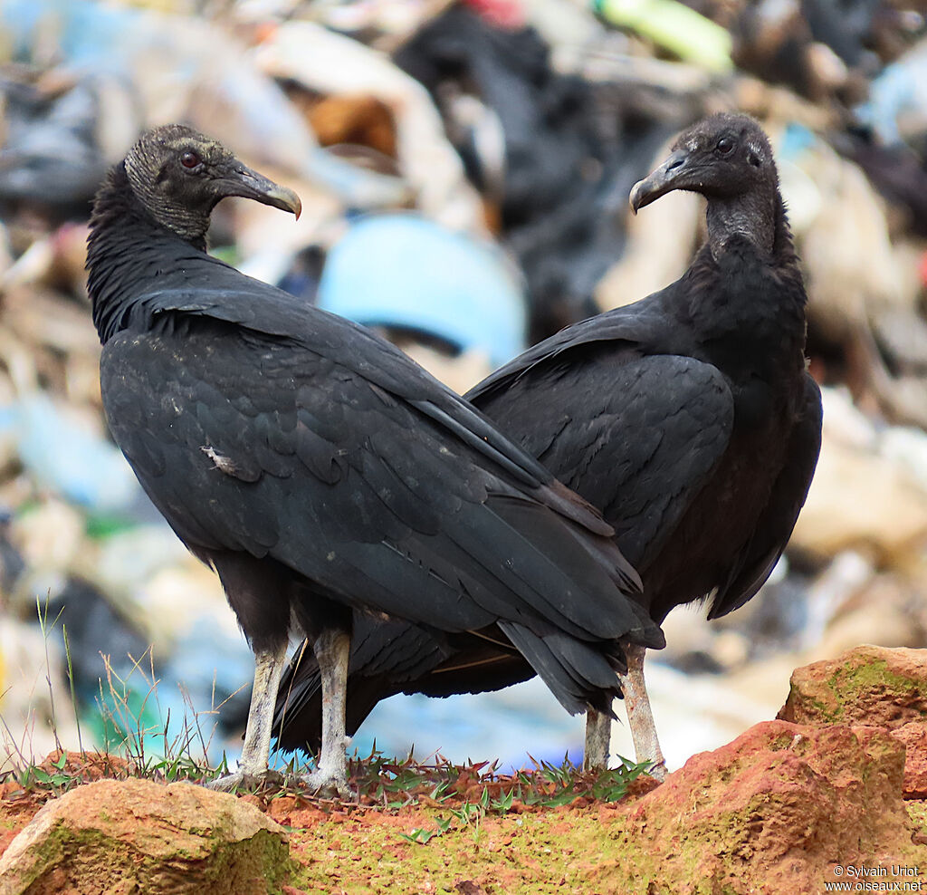 Urubu noir