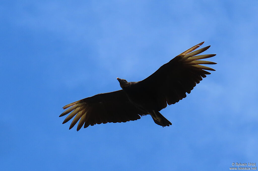 Urubu noir