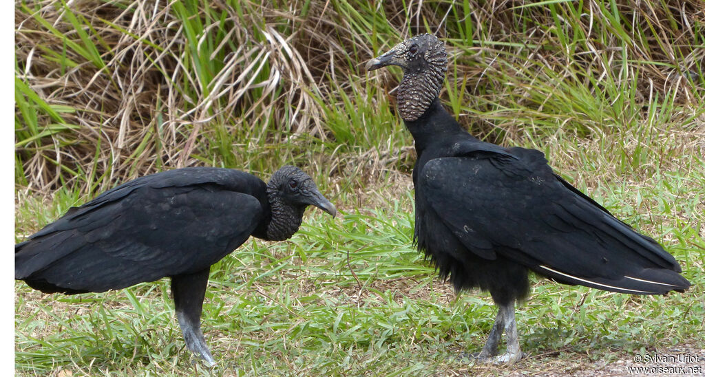 Black Vulture