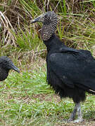 Black Vulture