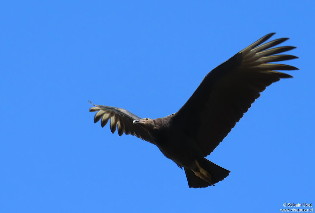 Urubu noir