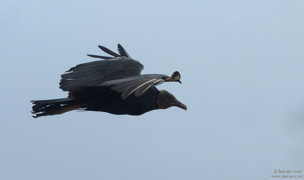 Black Vulture