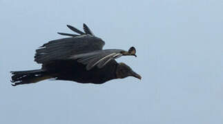 Black Vulture