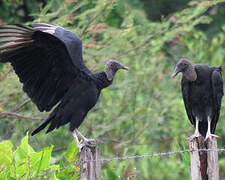 Black Vulture