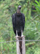 Black Vulture