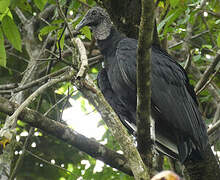 Black Vulture