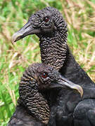 Black Vulture