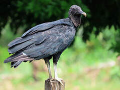 Black Vulture