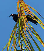 Giant Cowbird