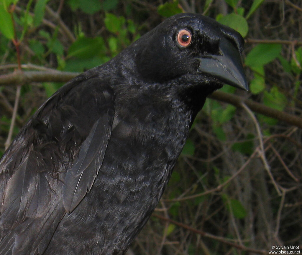 Giant Cowbird