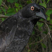 Giant Cowbird