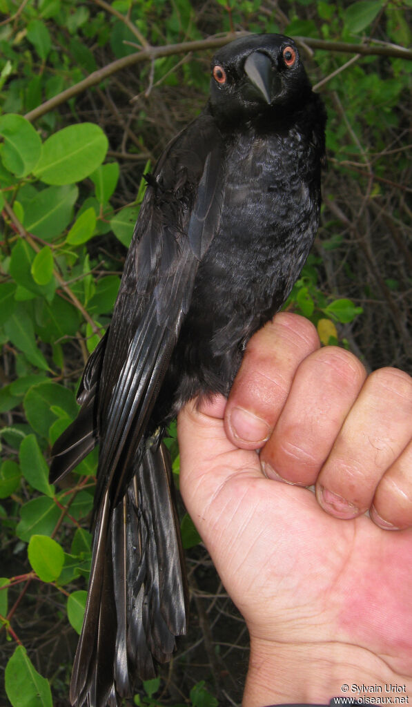 Giant Cowbird