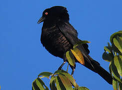 Giant Cowbird