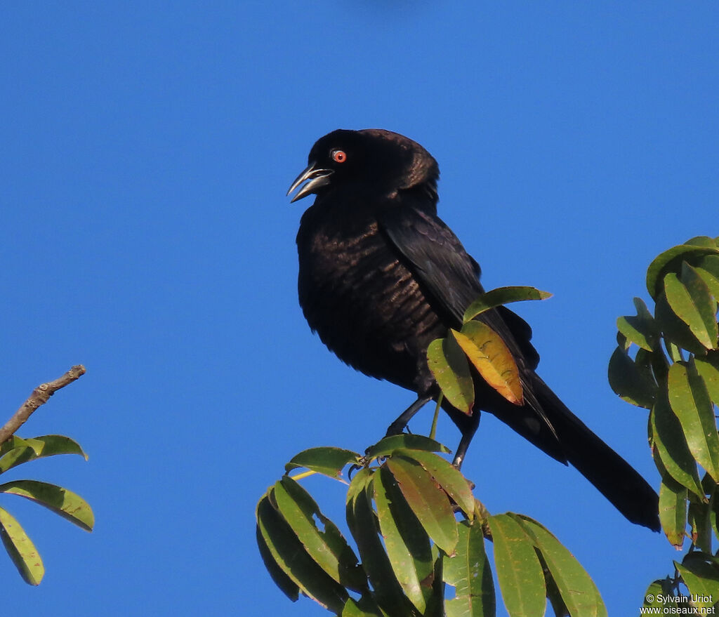 Giant Cowbird male adult, courting display