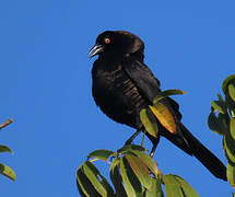 Giant Cowbird