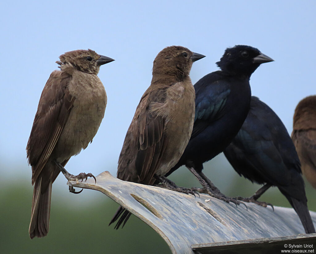 Shiny Cowbird