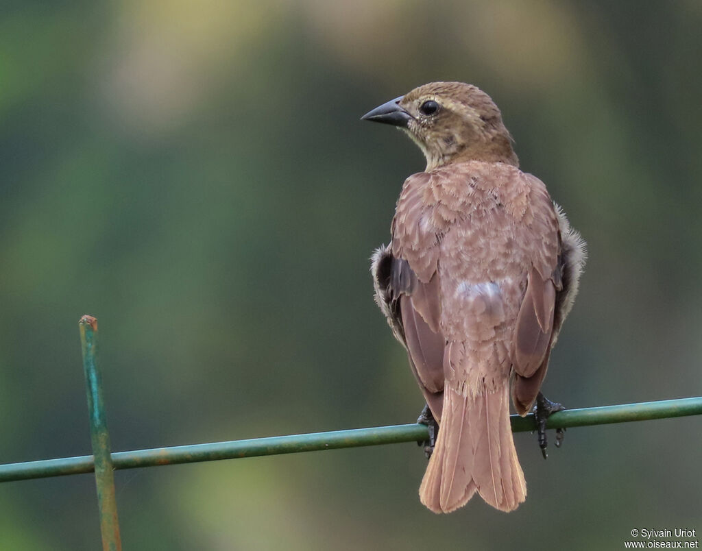 Shiny Cowbird female adult