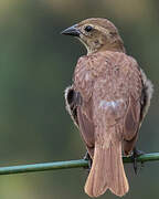 Shiny Cowbird