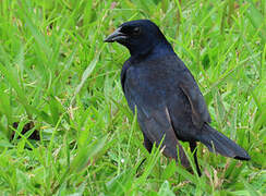 Shiny Cowbird