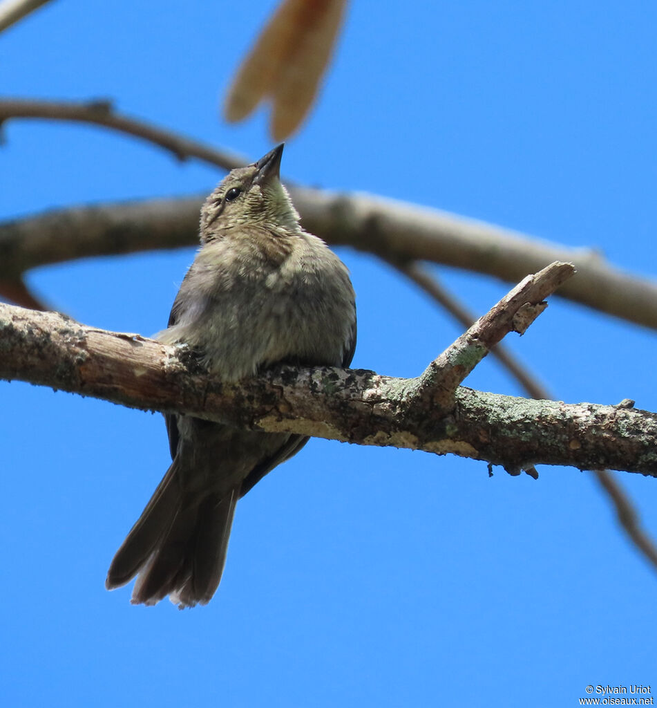 Shiny Cowbirdjuvenile