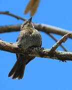 Shiny Cowbird