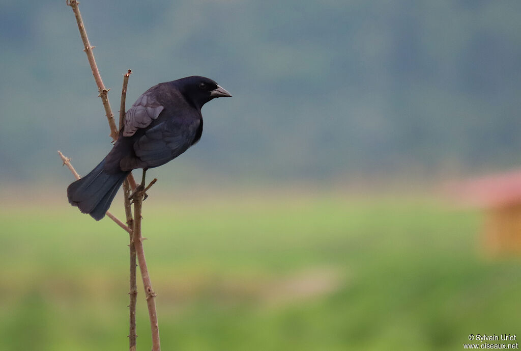 Shiny Cowbird male adult