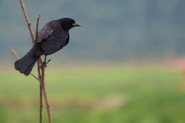 Shiny Cowbird