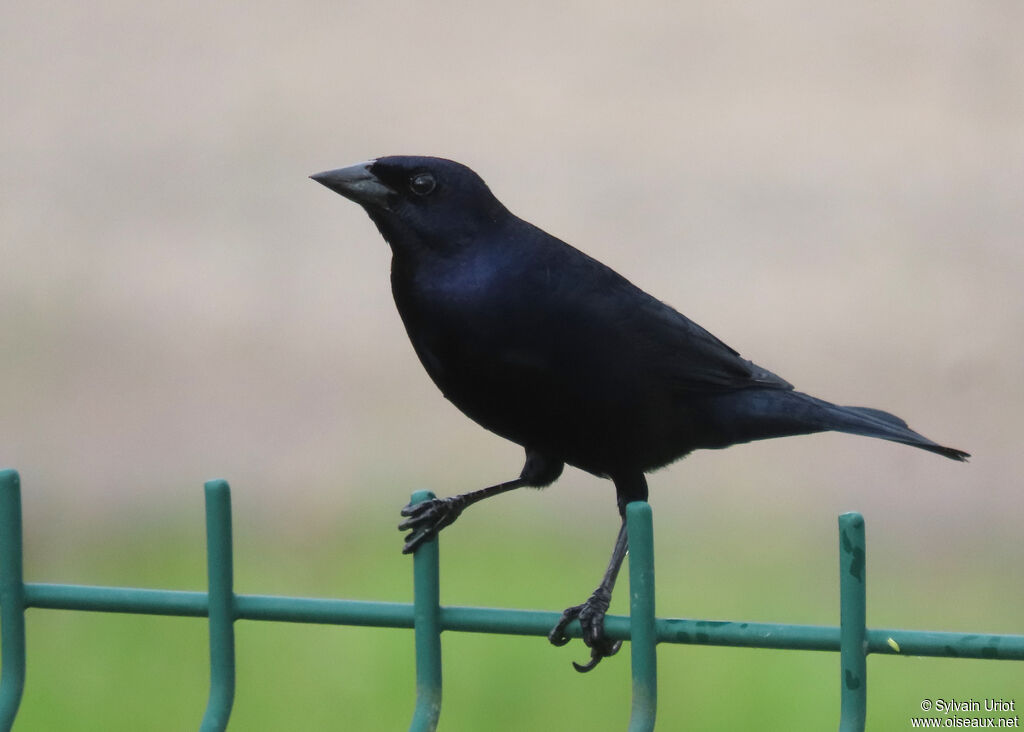 Shiny Cowbird male adult