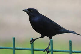 Shiny Cowbird