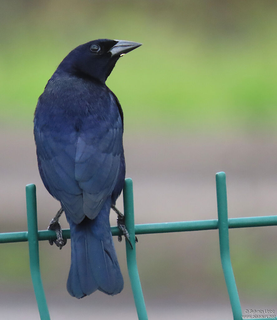 Shiny Cowbird male adult