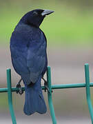 Shiny Cowbird