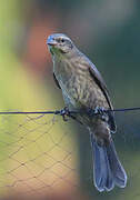 Shiny Cowbird
