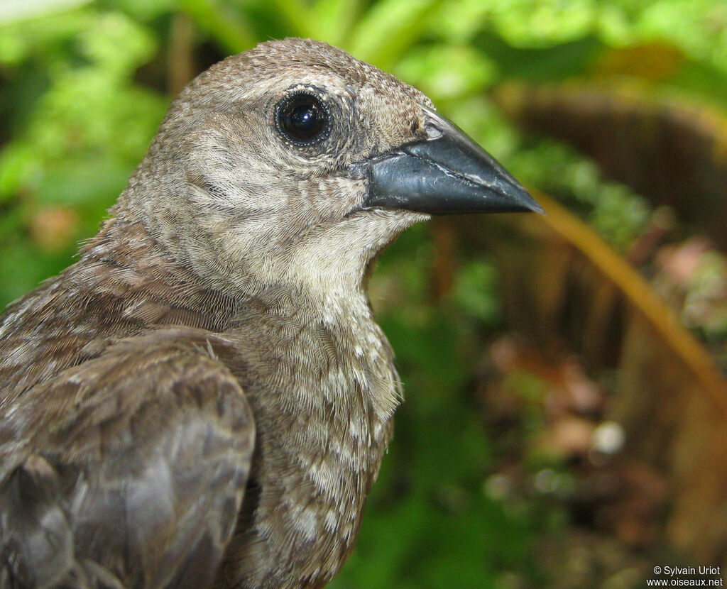 Shiny Cowbird female adult