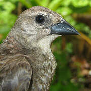 Shiny Cowbird