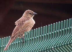 Shiny Cowbird