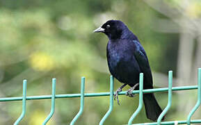 Shiny Cowbird