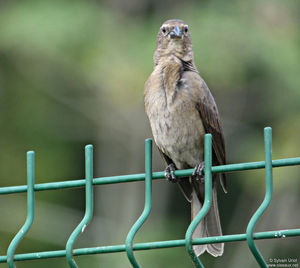 Shiny Cowbird female adult