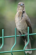 Shiny Cowbird